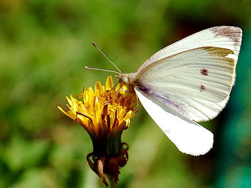 cabbage moth