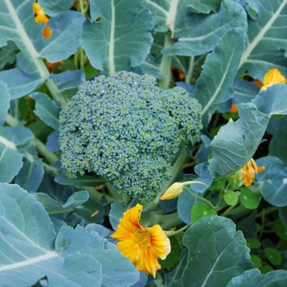 Broccoli and nasturtiums