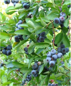 blueberries