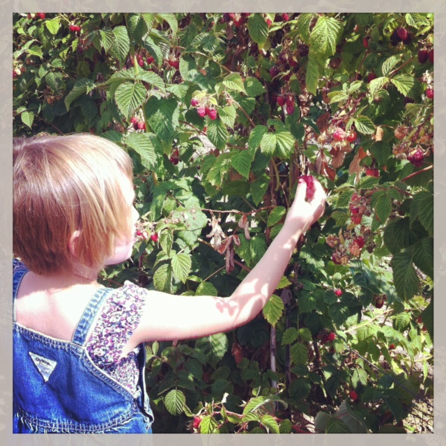 Girl berry picking