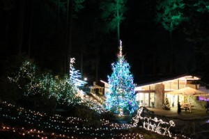 Grotto Lights