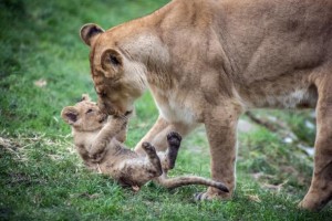 oregon zoo