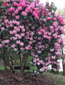 rhododendrons