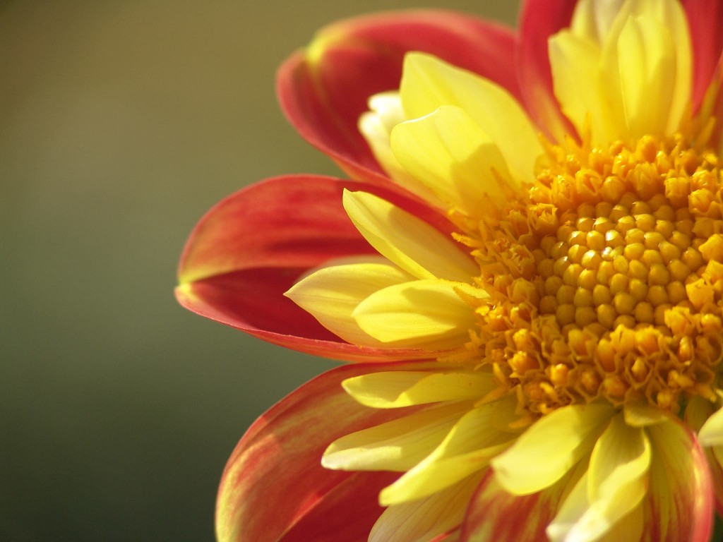 dahlias