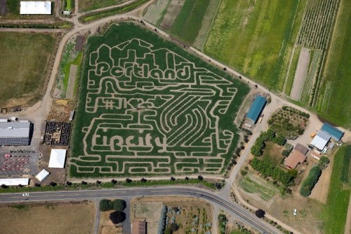 Bella-Organic-Rip-City-corn-maze-honoring-JK25-2015-new-e1439577604788