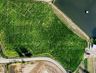 lakeview_farms_cornmaze