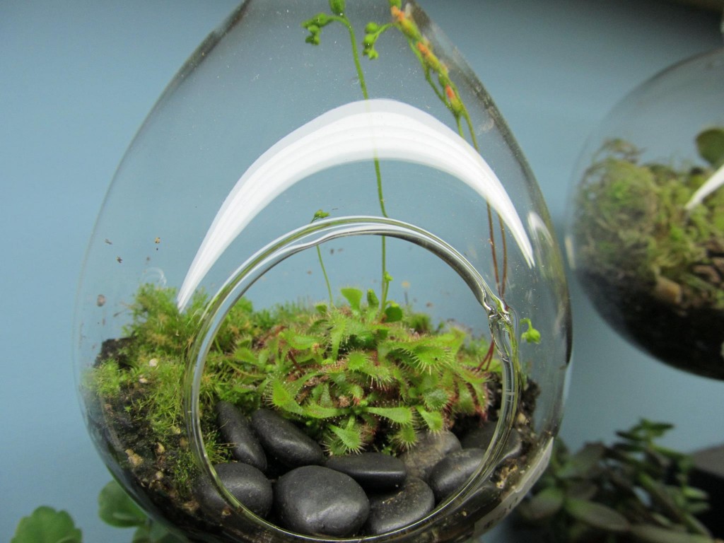 terrarium