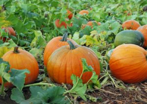 pumpkin-patch-9