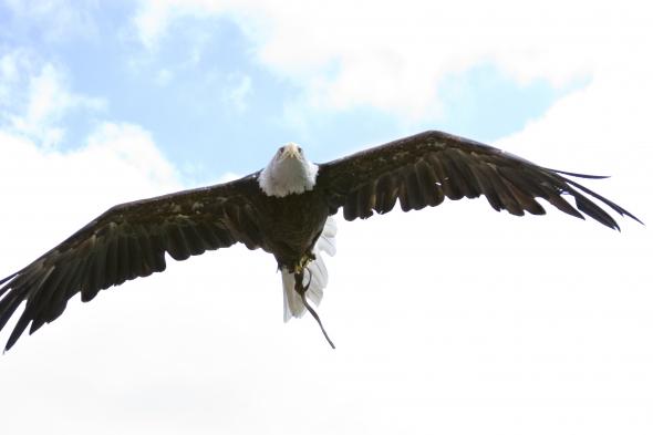 bald-eagle