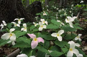 forest trilliums 2