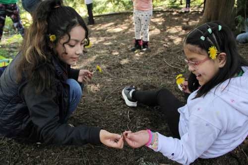 2 5th graders discover tiny hemlock cones under a tree on a field trip.